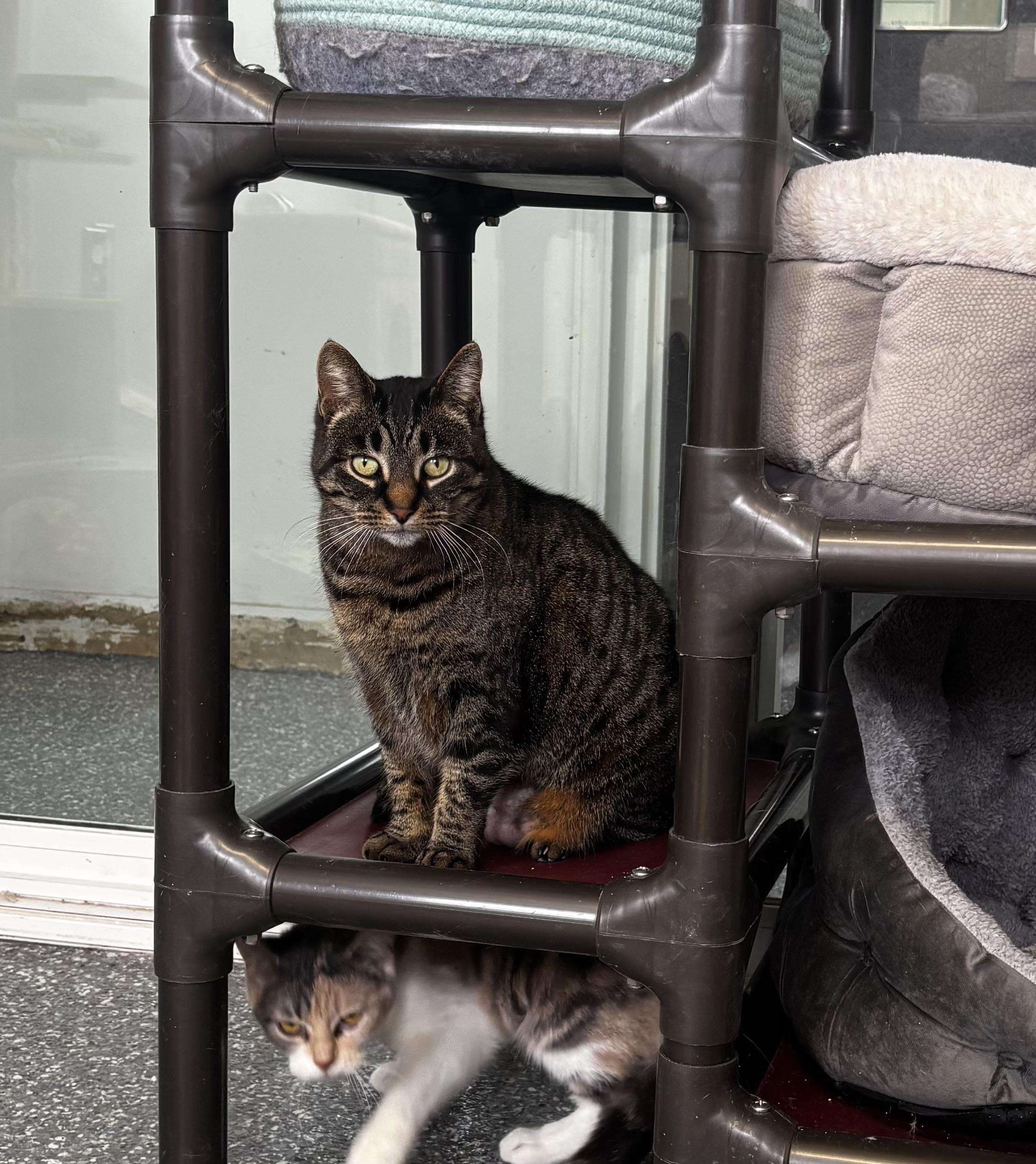 Enlarge Hedy, an adopted Domestic Short Hair in White Cloud, MI image 2/2