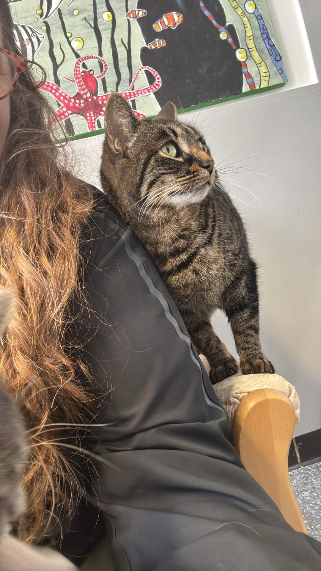 Hedy, adopted, Adult Female Domestic Short Hair.