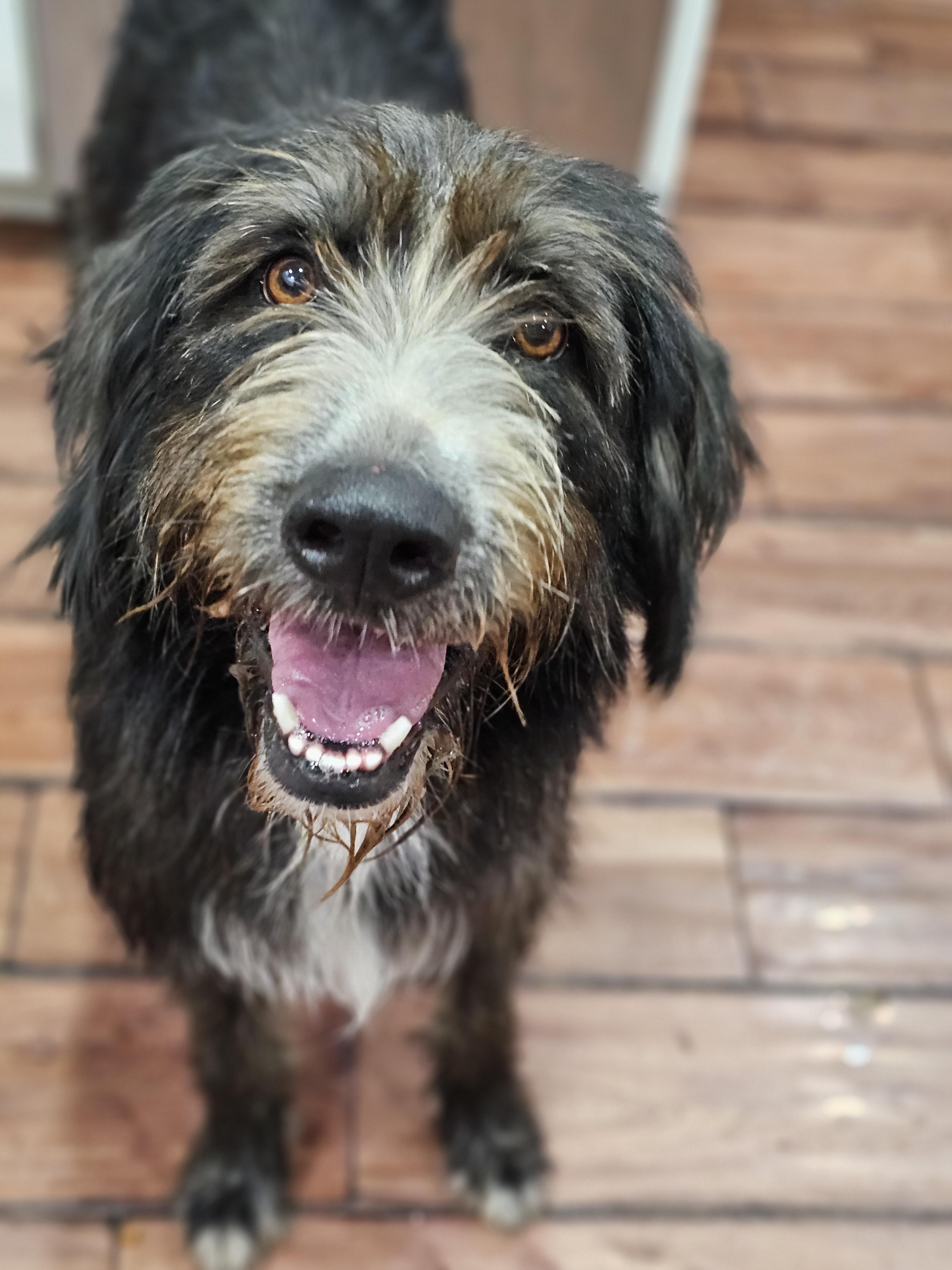 Archie so il, an adoptable Labradoodle, Aussiedoodle in MURPHYSBORO , IL, 62966 | Photo Image 2
