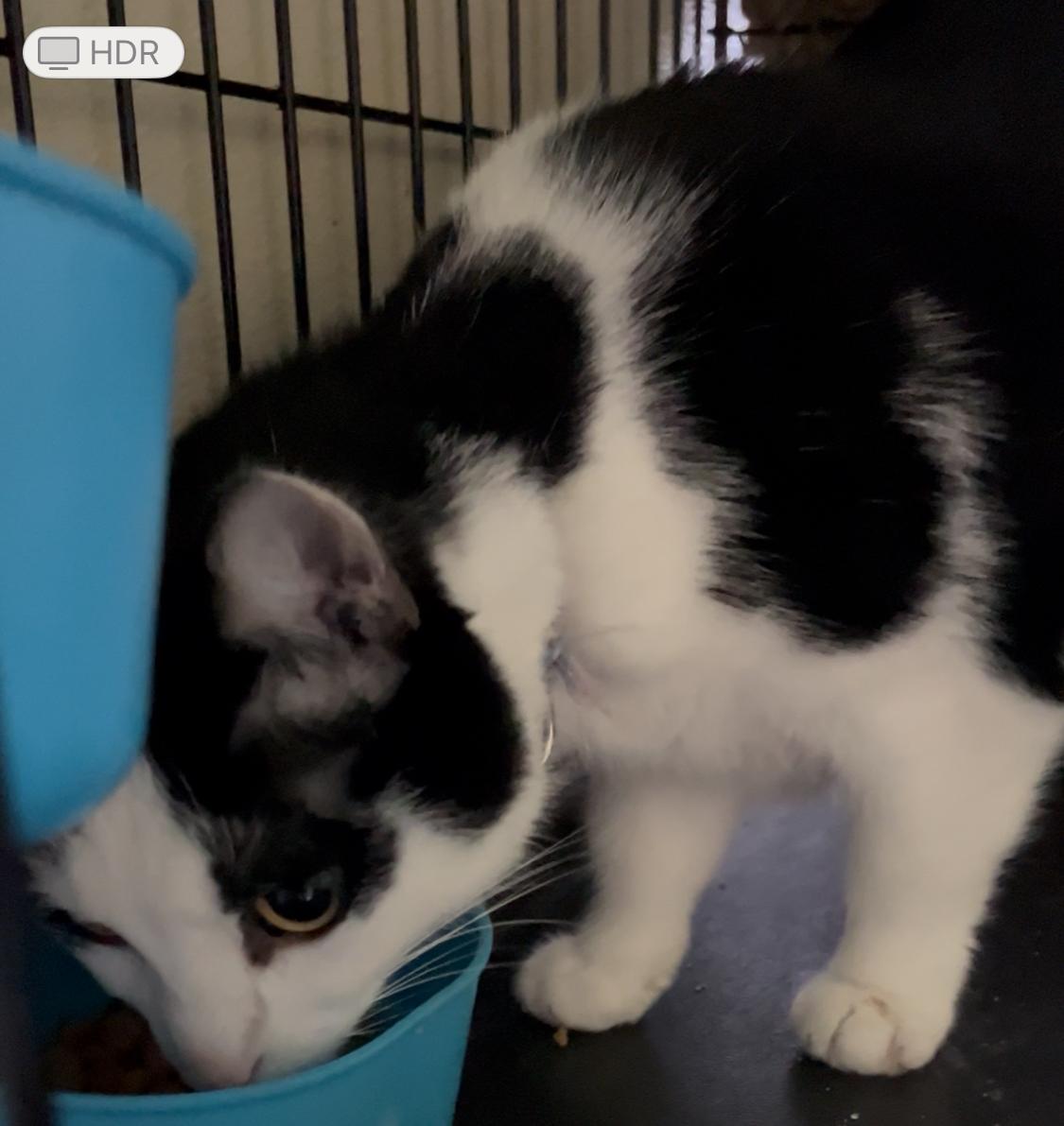 Attie *UPDATED*, a Adoptable Domestic Short Hair in Moline, IL image 2/6