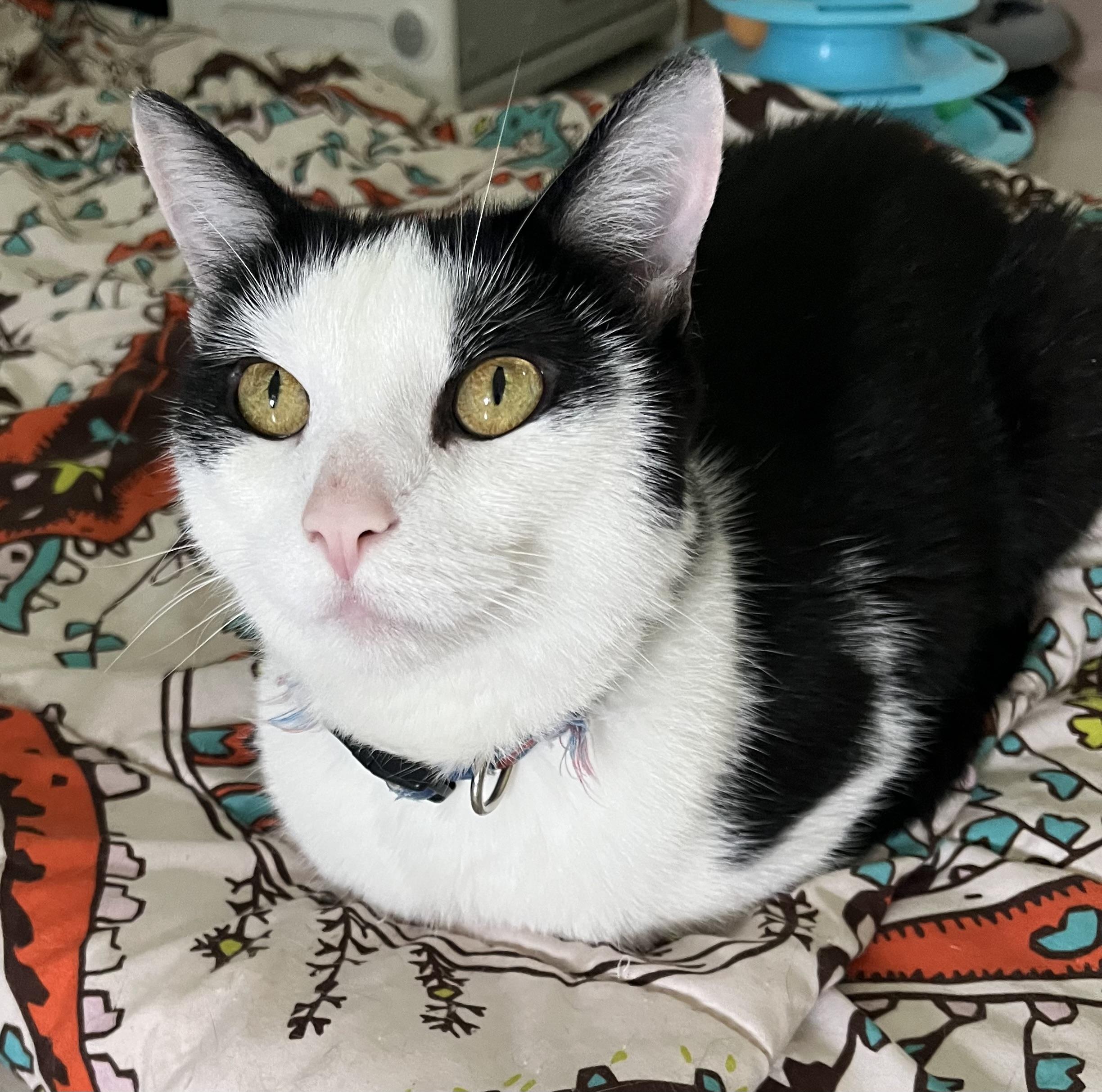 Attie *UPDATED*, a Adoptable Domestic Short Hair in Moline, IL image 1/6