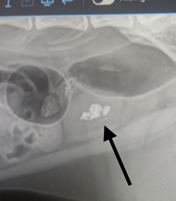 Attie *UPDATED*, a Adoptable Domestic Short Hair in Moline, IL image 3/6