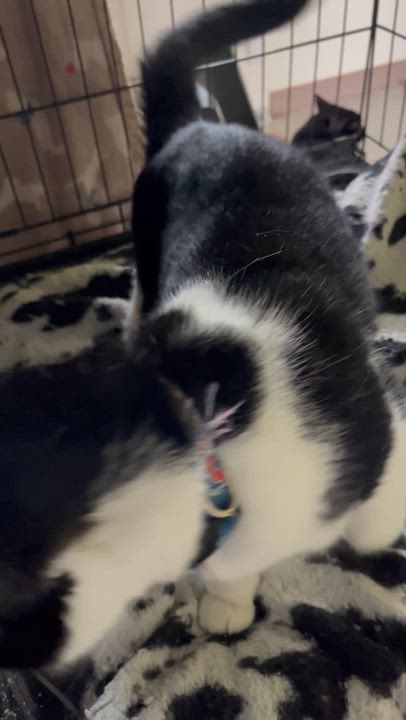 Enlarge Attie *UPDATED*, a Adoptable Domestic Short Hair in Moline, IL video 5/6