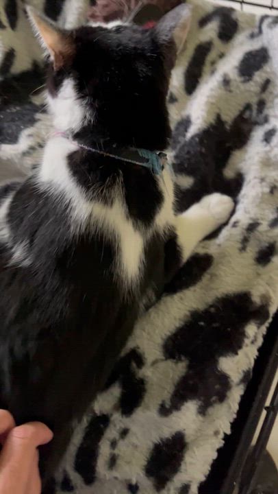 Enlarge Attie *UPDATED*, a Adoptable Domestic Short Hair in Moline, IL video 6/6