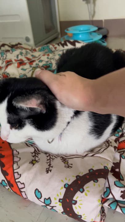 Enlarge Attie *UPDATED*, a Adoptable Domestic Short Hair in Moline, IL video 4/6