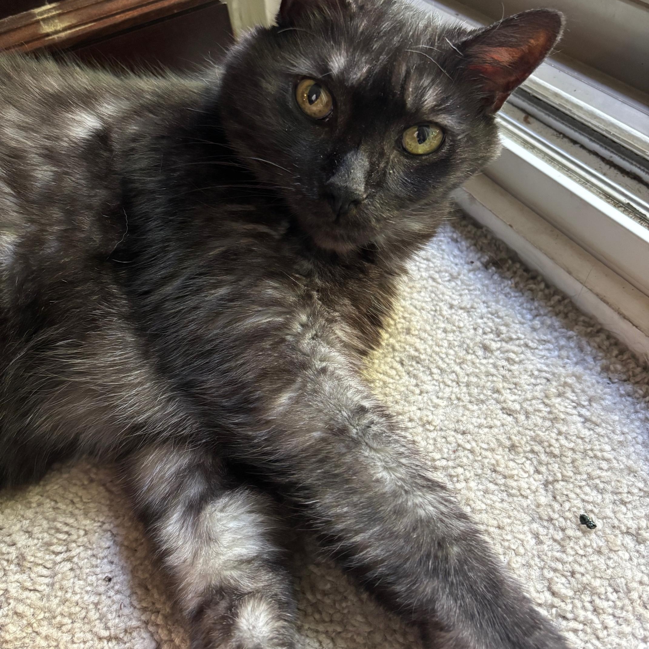 **PLEASE READ FULL DESCRIPTION** Thor H.