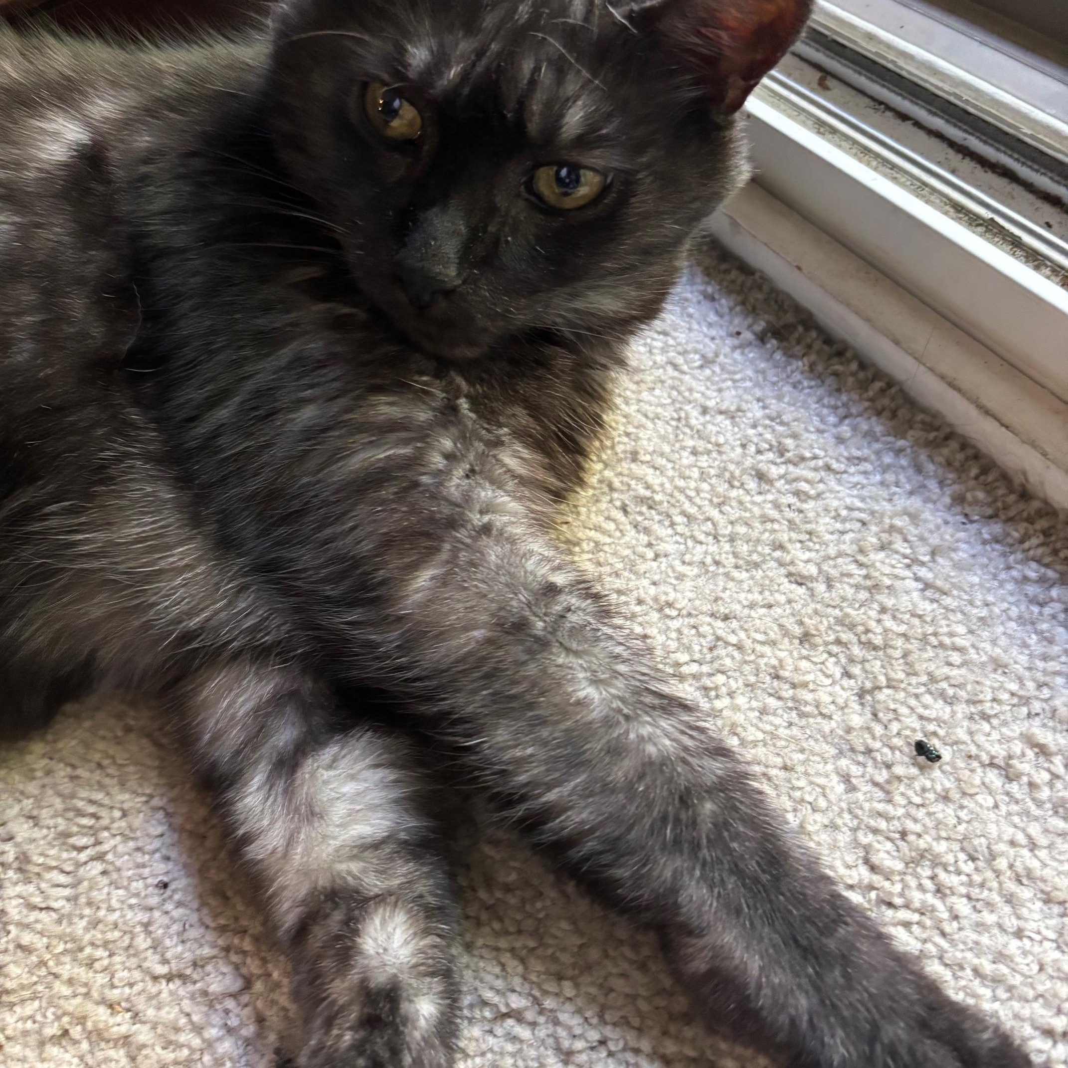 **PLEASE READ FULL DESCRIPTION** Thor H.