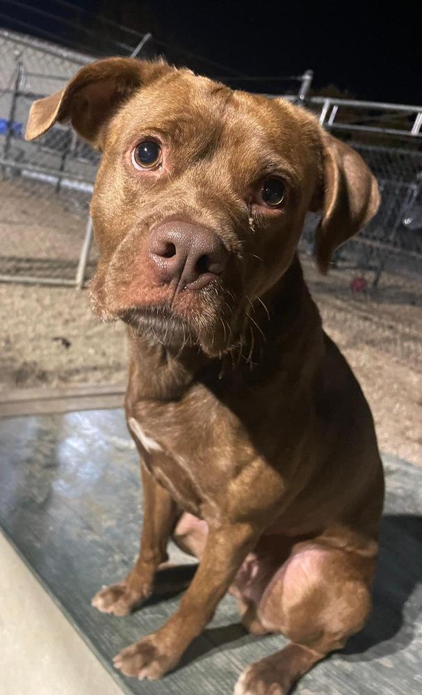 Enlarge Cliffie, a Adoptable mixed breed in Indianapolis, IN image 1/6