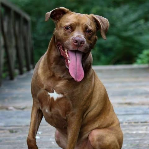 Enlarge Cliffie, a Adoptable mixed breed in Indianapolis, IN image 4/6