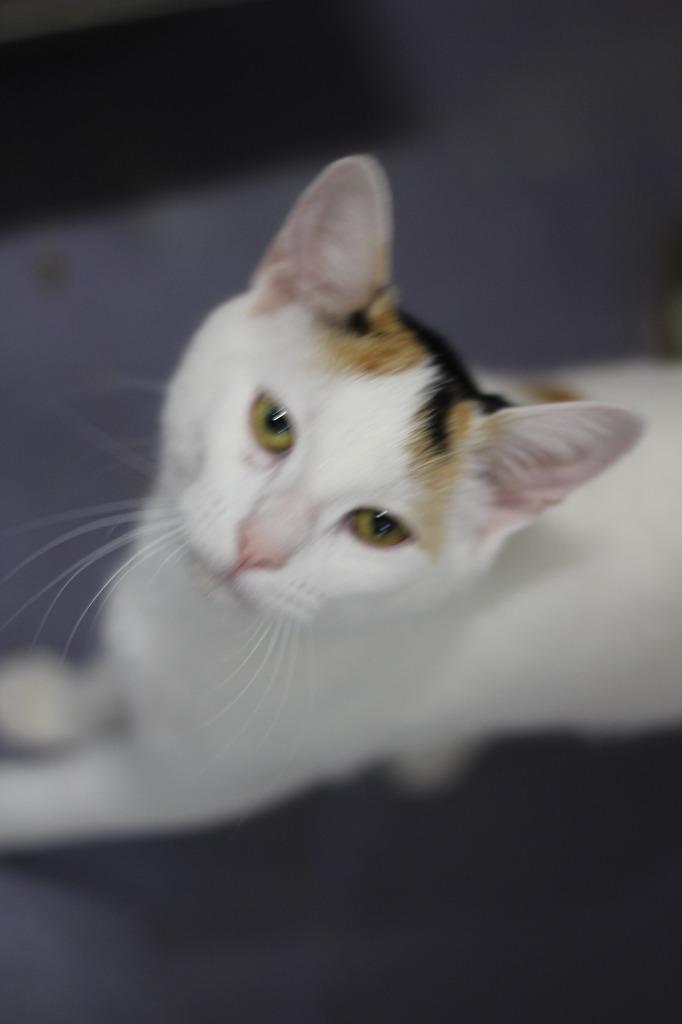 Reeses, a Adoptable mixed breed in Rockford, IL image 1/3