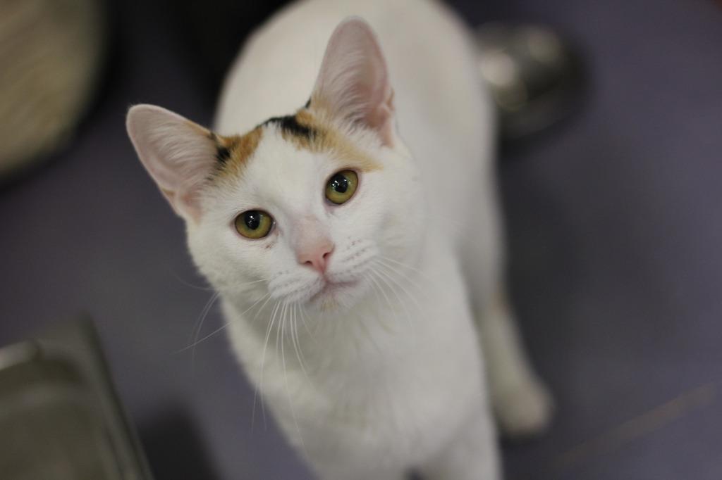Reeses, a Adoptable mixed breed in Rockford, IL image 3/3