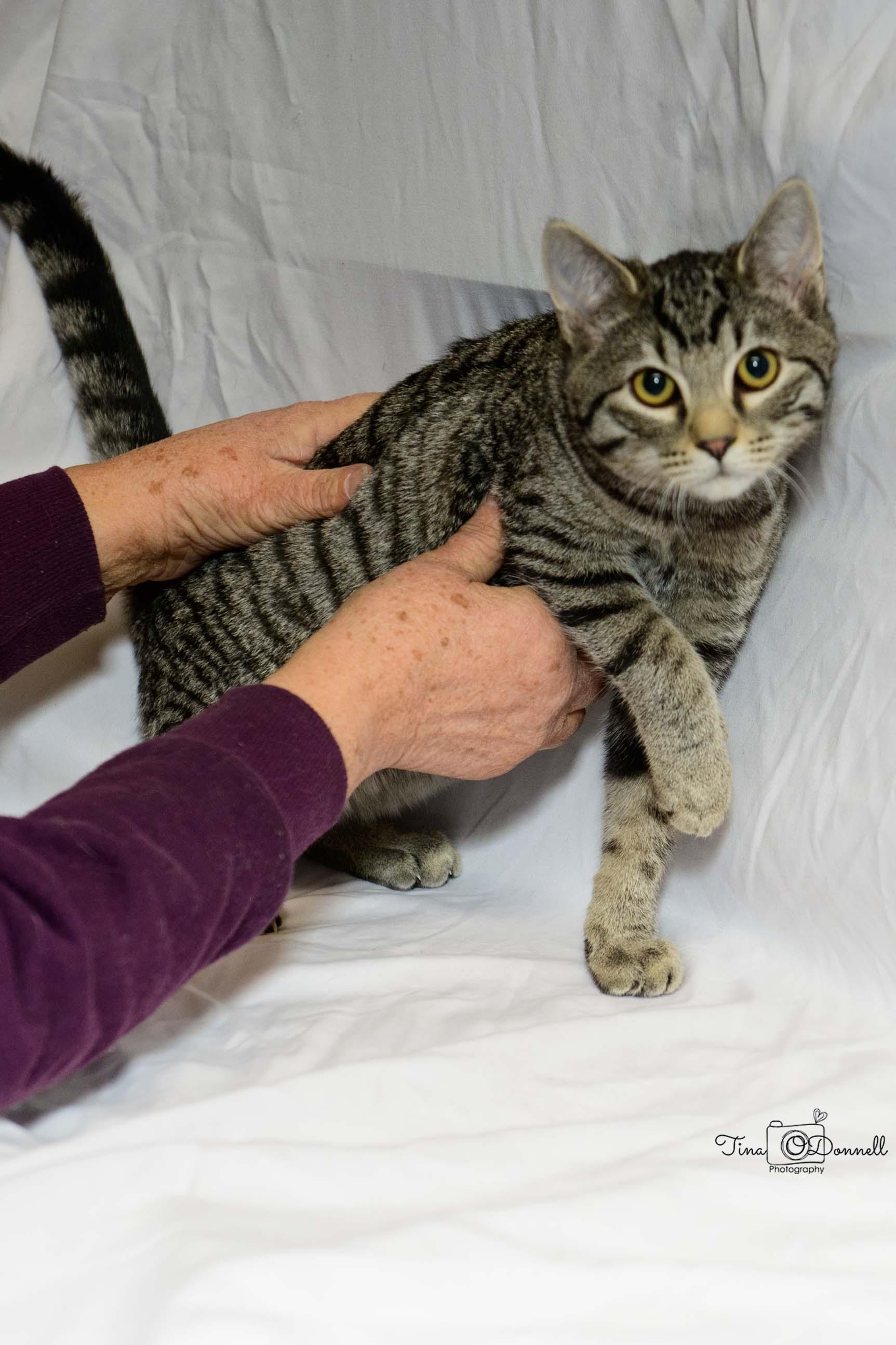 Wilsall, a Adoptable Tabby in Cardwell, MT image 1/3