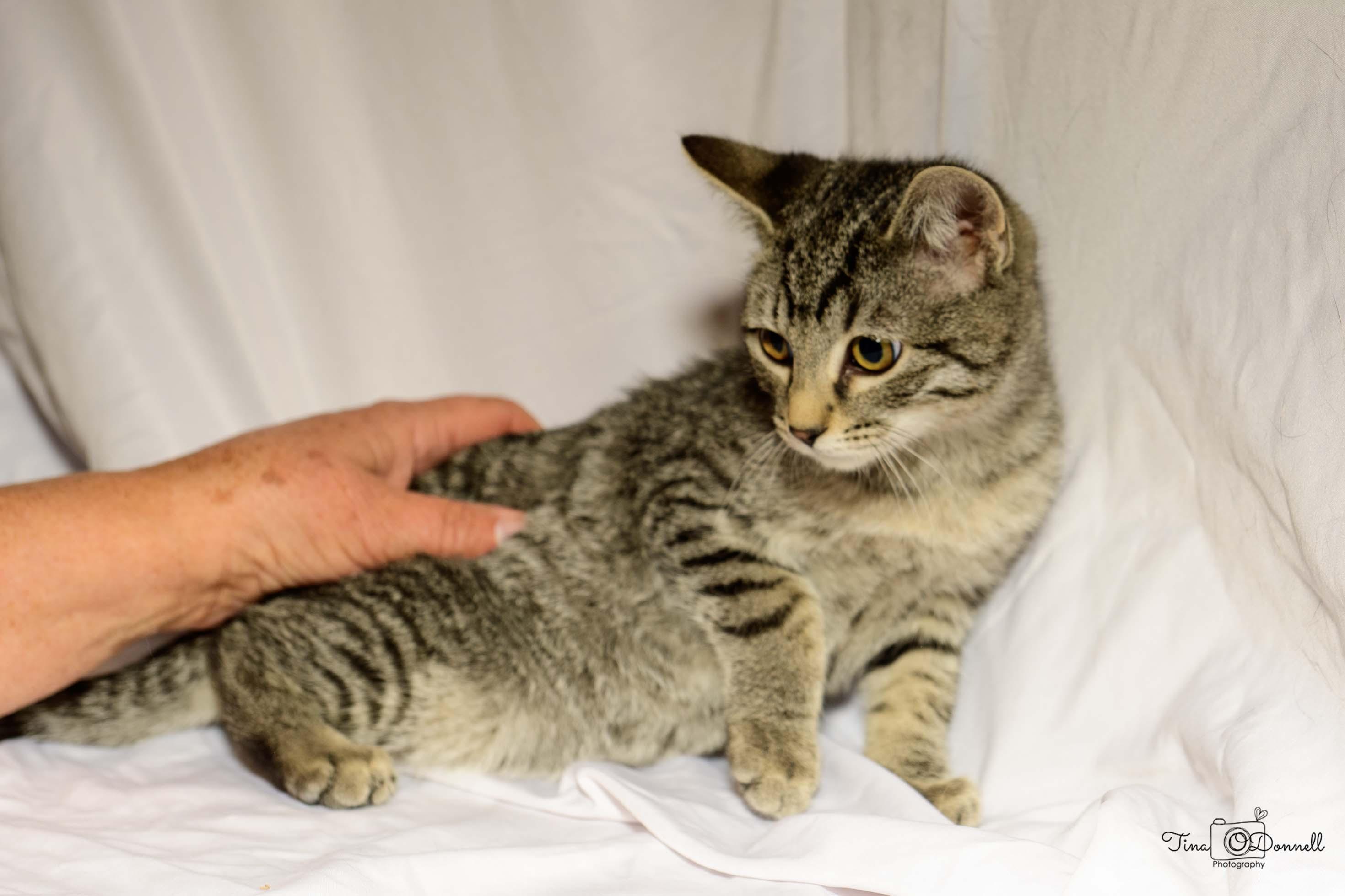 Wilsall, a Adoptable Tabby in Cardwell, MT image 2/3
