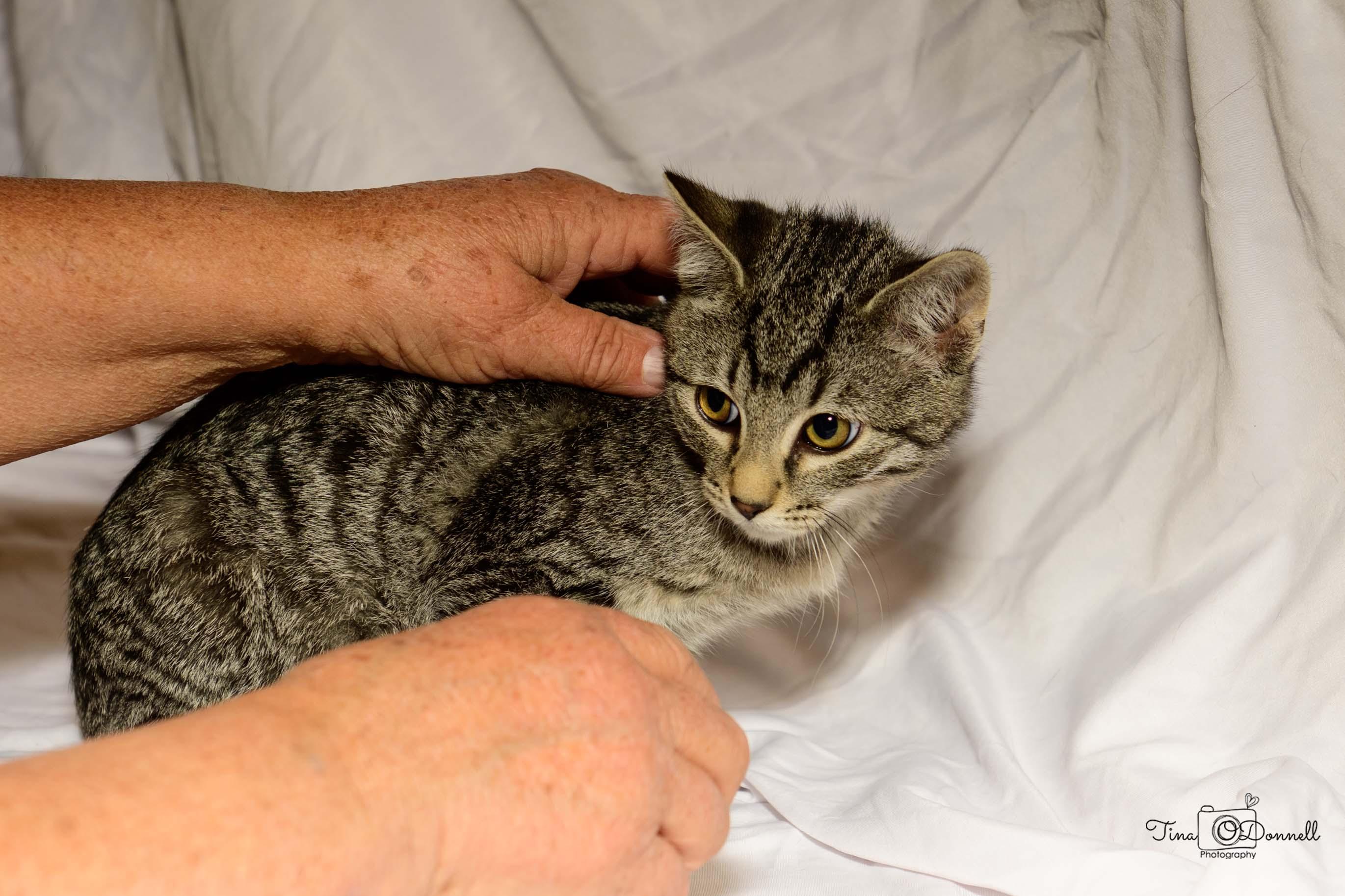 Wilsall, a Adoptable Tabby in Cardwell, MT image 3/3