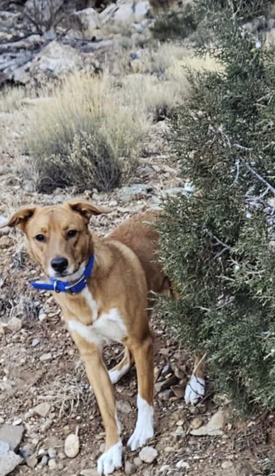 Batman-I've got the keys to the Batmobile! Let's bust outta this joint!, a Adoptable mixed breed in Nucla, CO image 1/4