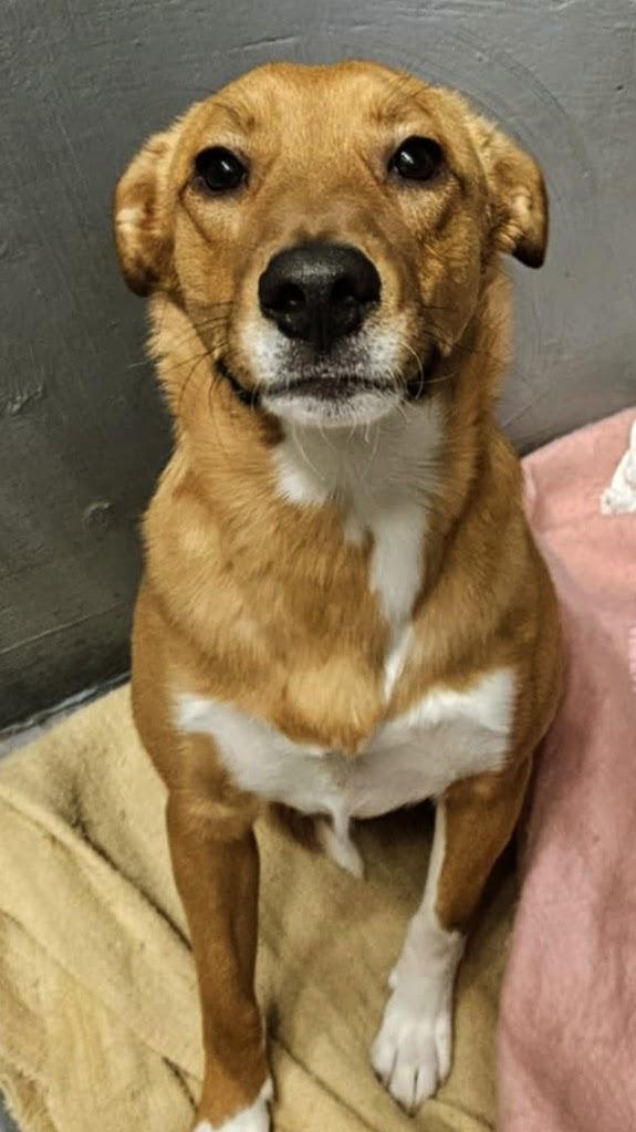 Batman-I've got the keys to the Batmobile! Let's bust outta this joint!, a Adoptable mixed breed in Nucla, CO image 2/4