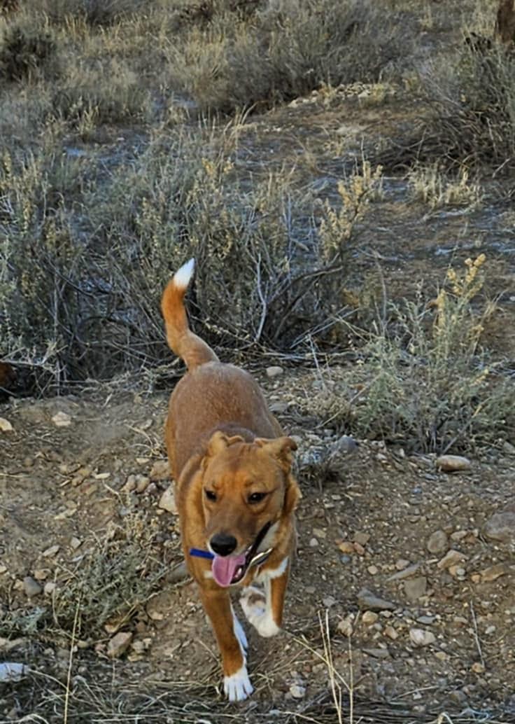 Batman-I've got the keys to the Batmobile! Let's bust outta this joint!, a Adoptable mixed breed in Nucla, CO image 3/4