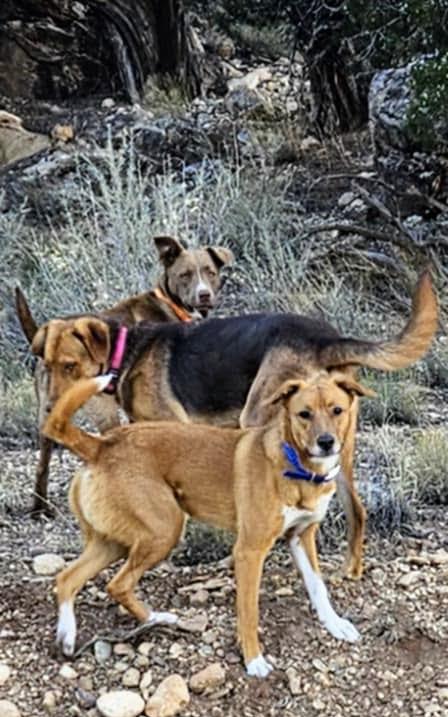 Batman-I've got the keys to the Batmobile! Let's bust outta this joint!, a Adoptable mixed breed in Nucla, CO image 4/4