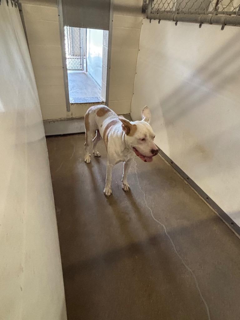 Enlarge Buster, a Adoptable mixed breed in Belton, TX image 1/1
