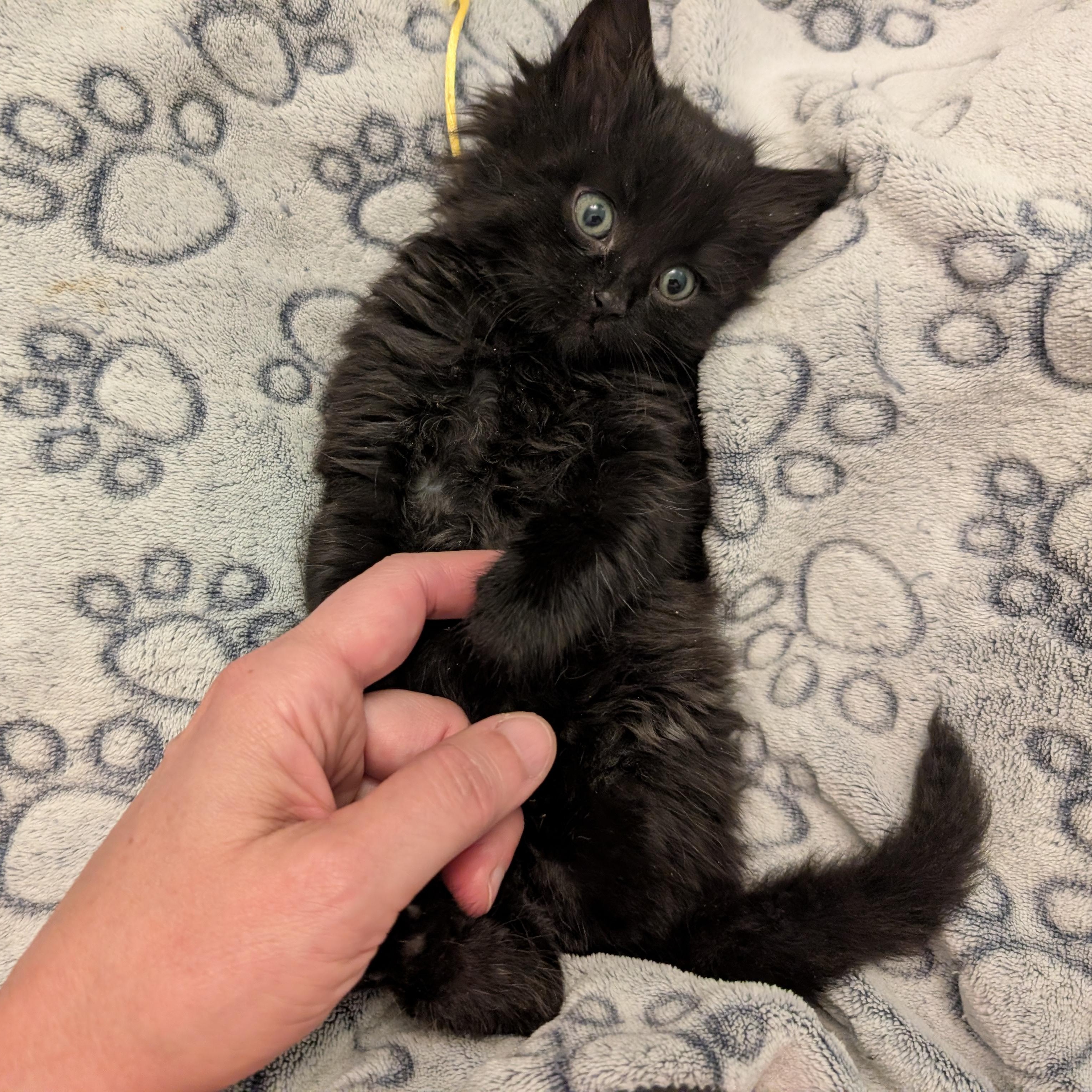 Daisy, an adopted Domestic Medium Hair in Ottawa, ON image 3/6