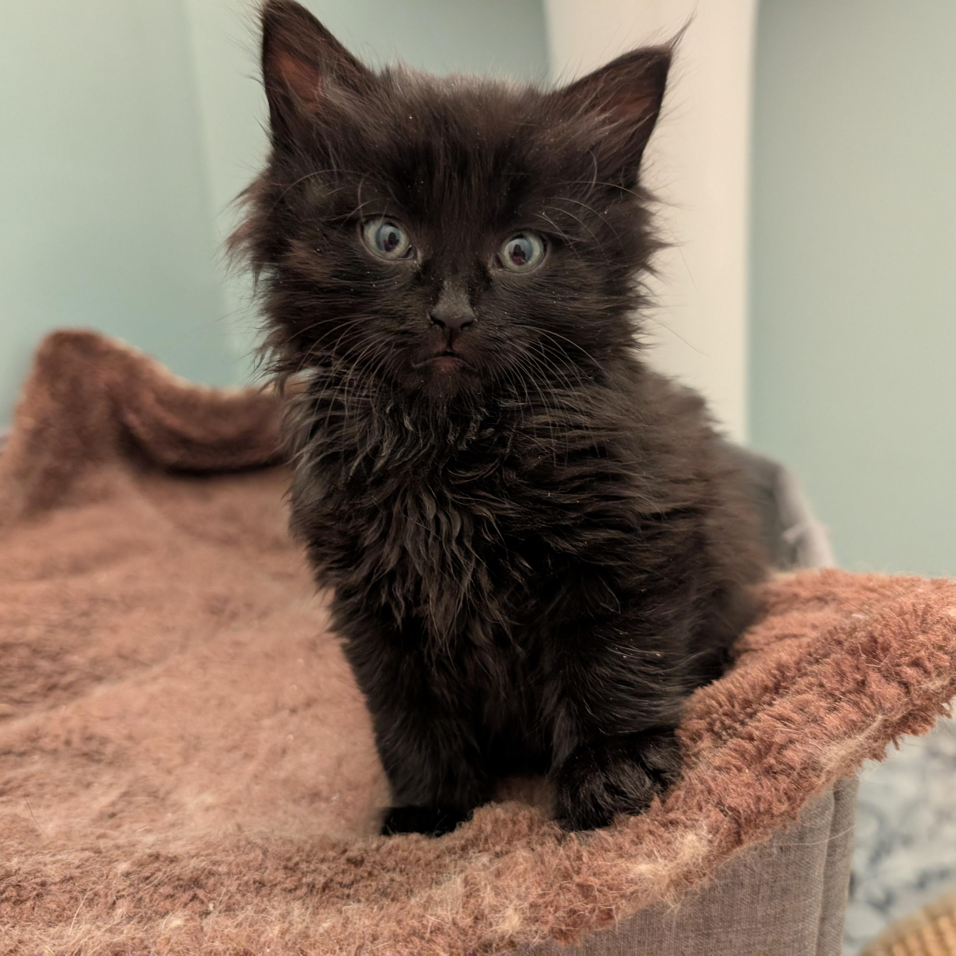 Daisy, adopted, Kitten Female Domestic Medium Hair.
