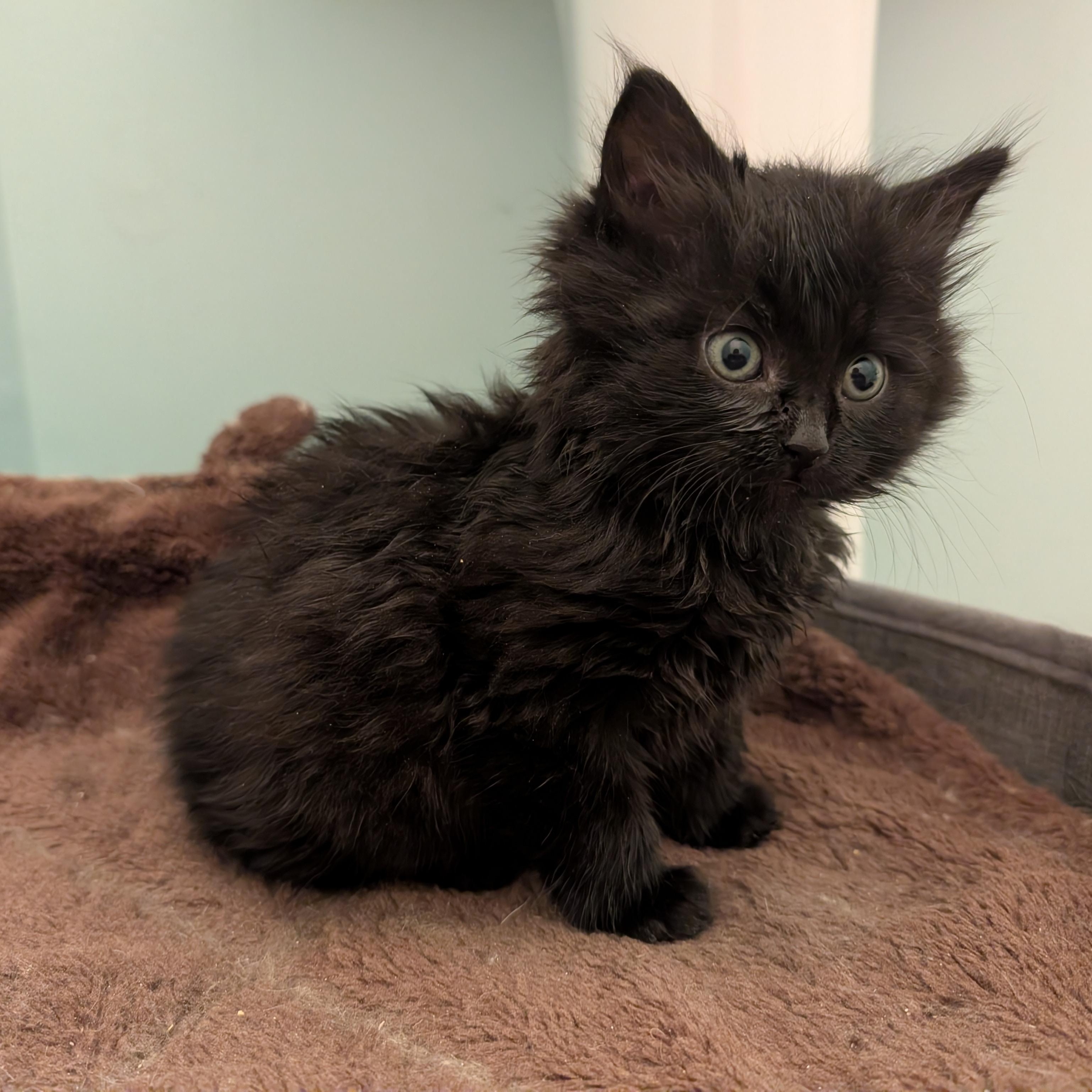 Daisy, an adopted Domestic Medium Hair in Ottawa, ON image 5/6