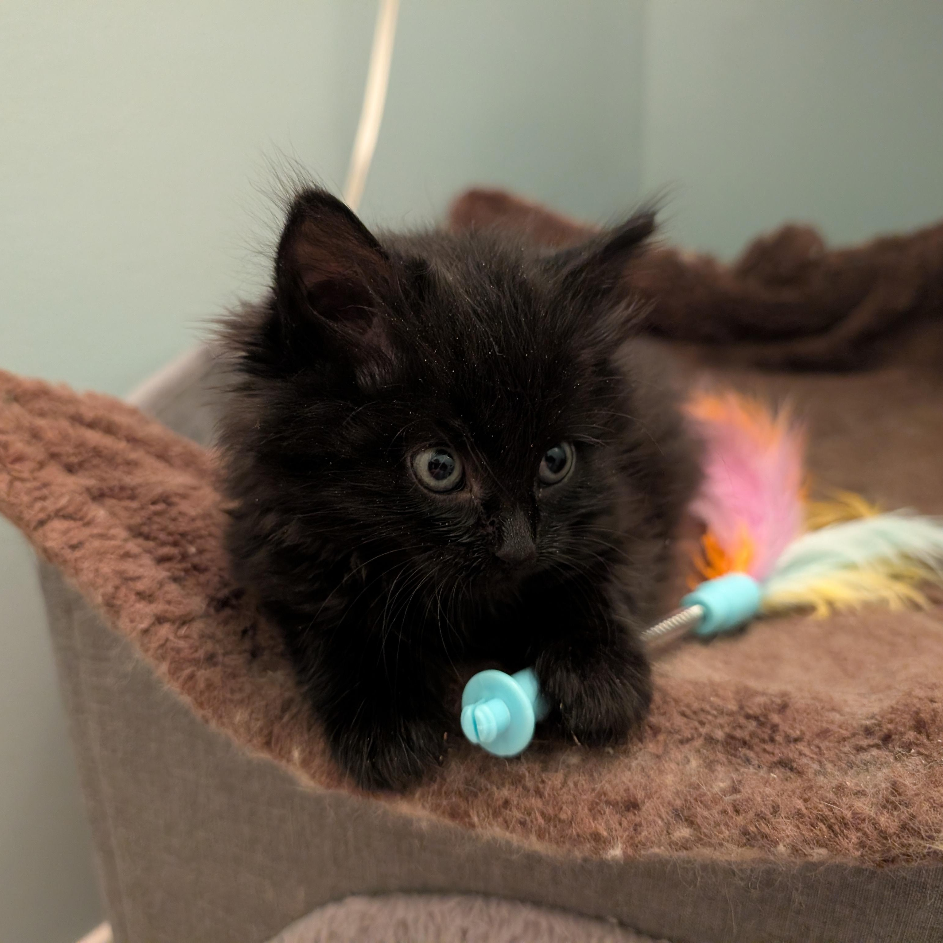 Daisy, an adopted Domestic Medium Hair in Ottawa, ON image 6/6