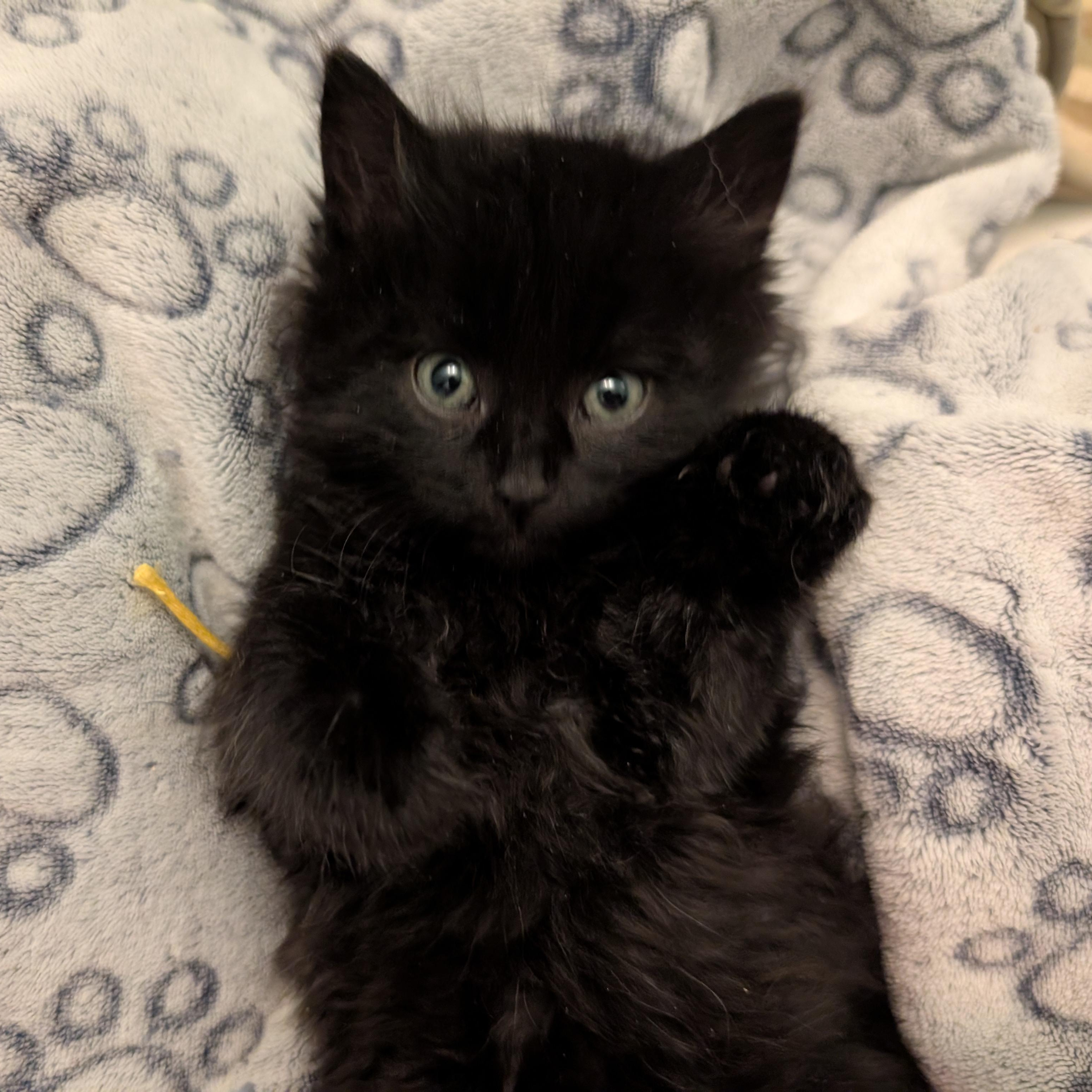 Daisy, an adopted Domestic Medium Hair in Ottawa, ON image 2/6