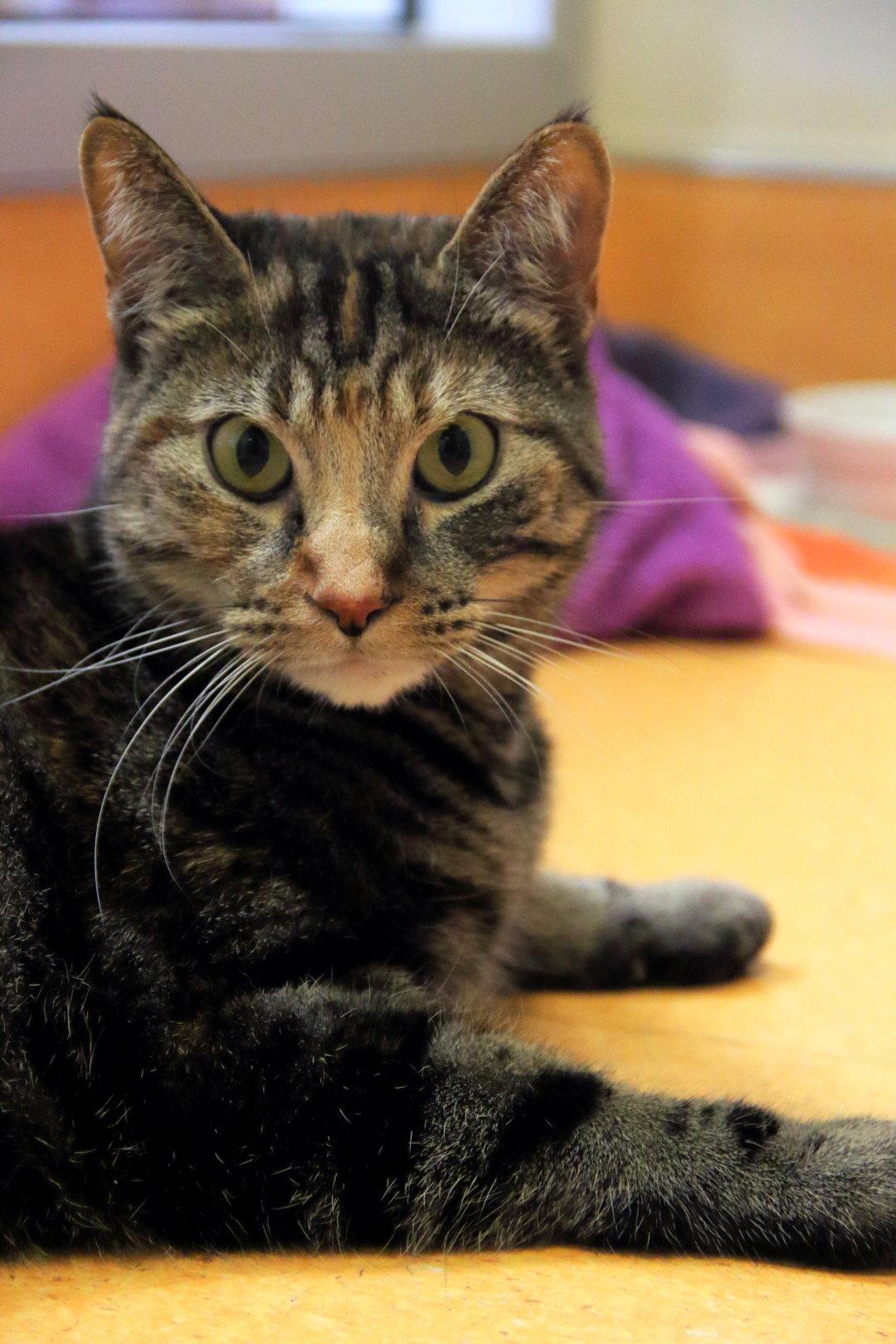 Polly Pocket, Adoptable, Adult Female Domestic Short Hair & Torbie.