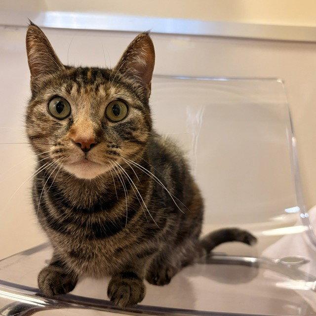 Polly Pocket, Adoptable, Adult Female Domestic Short Hair & Torbie.