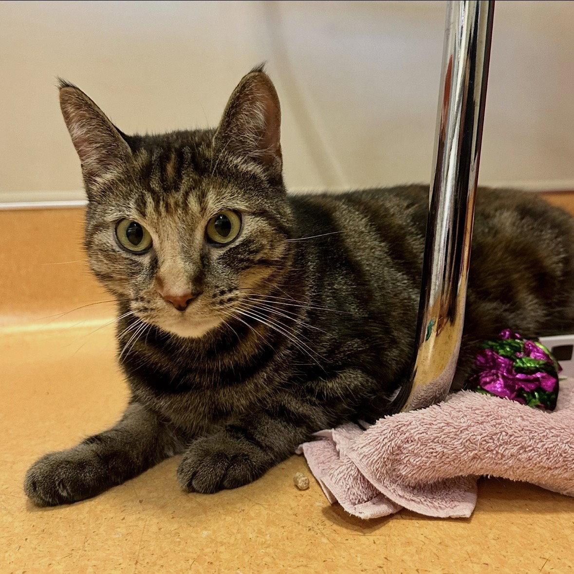 Enlarge Polly Pocket, a Adoptable mixed breed in Burlingame, CA image 2/3