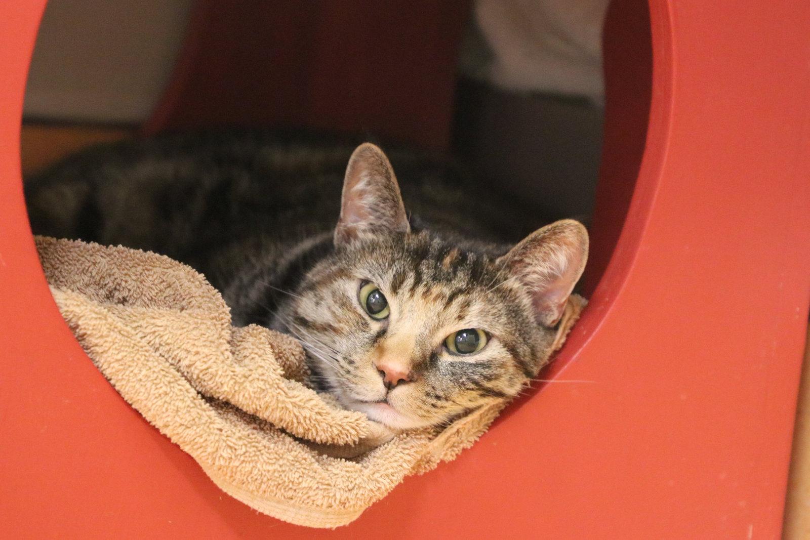 Polly Pocket, Adoptable, Adult Female Domestic Short Hair & Torbie.