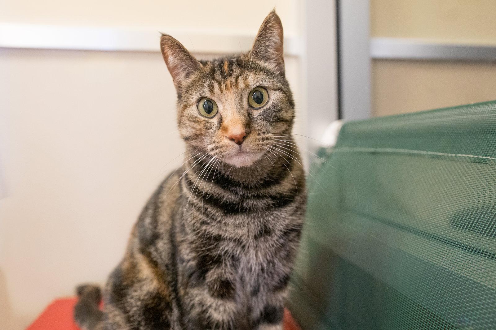 Polly Pocket, Adoptable, Adult Female Domestic Short Hair & Torbie.