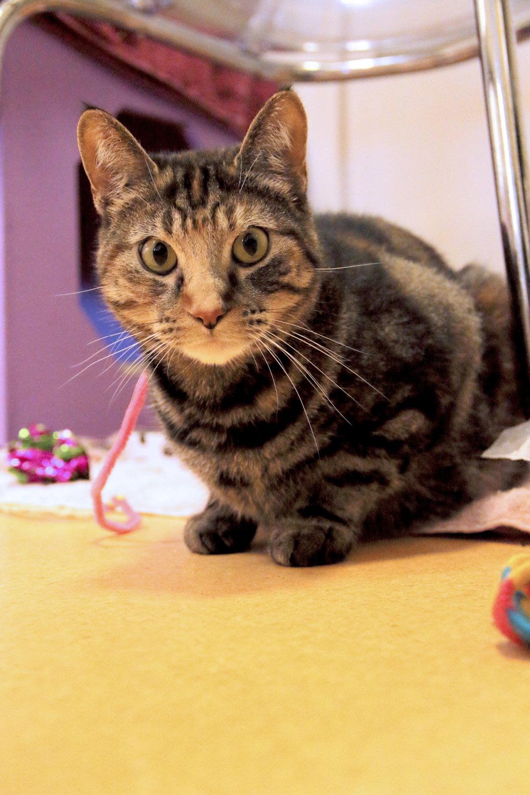 Enlarge Polly Pocket, a Adoptable mixed breed in Burlingame, CA image 3/3
