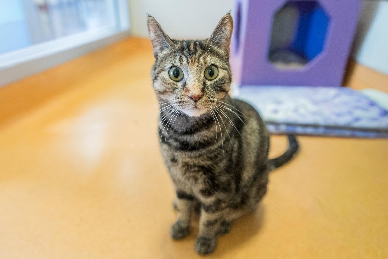 Polly Pocket, a Adoptable mixed breed in Burlingame, CA image 2/3