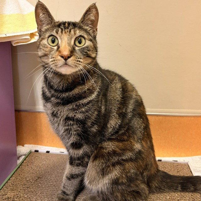 Enlarge Polly Pocket, a Adoptable mixed breed in Burlingame, CA image 2/3