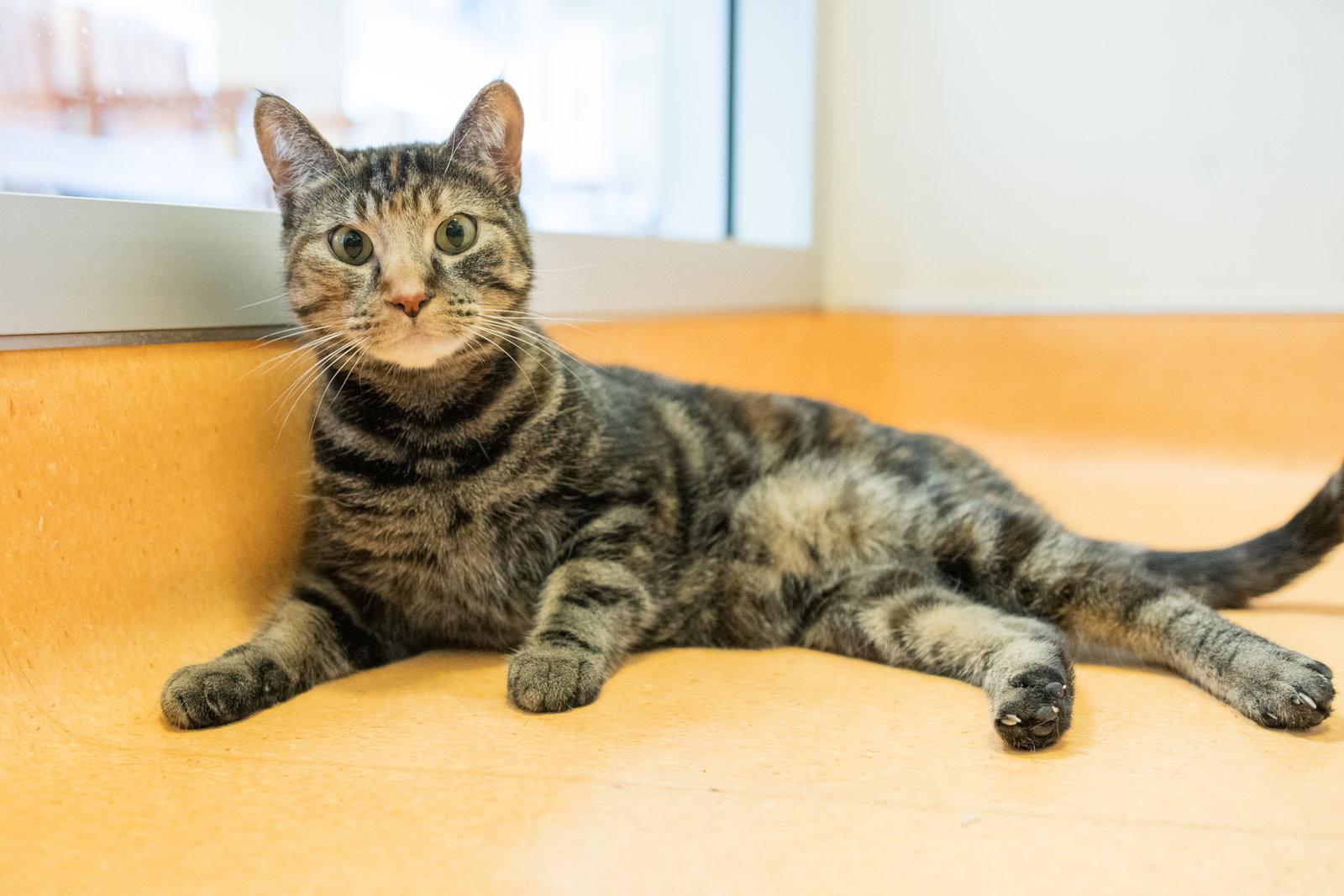 Polly Pocket, a Adoptable mixed breed in Burlingame, CA image 3/3