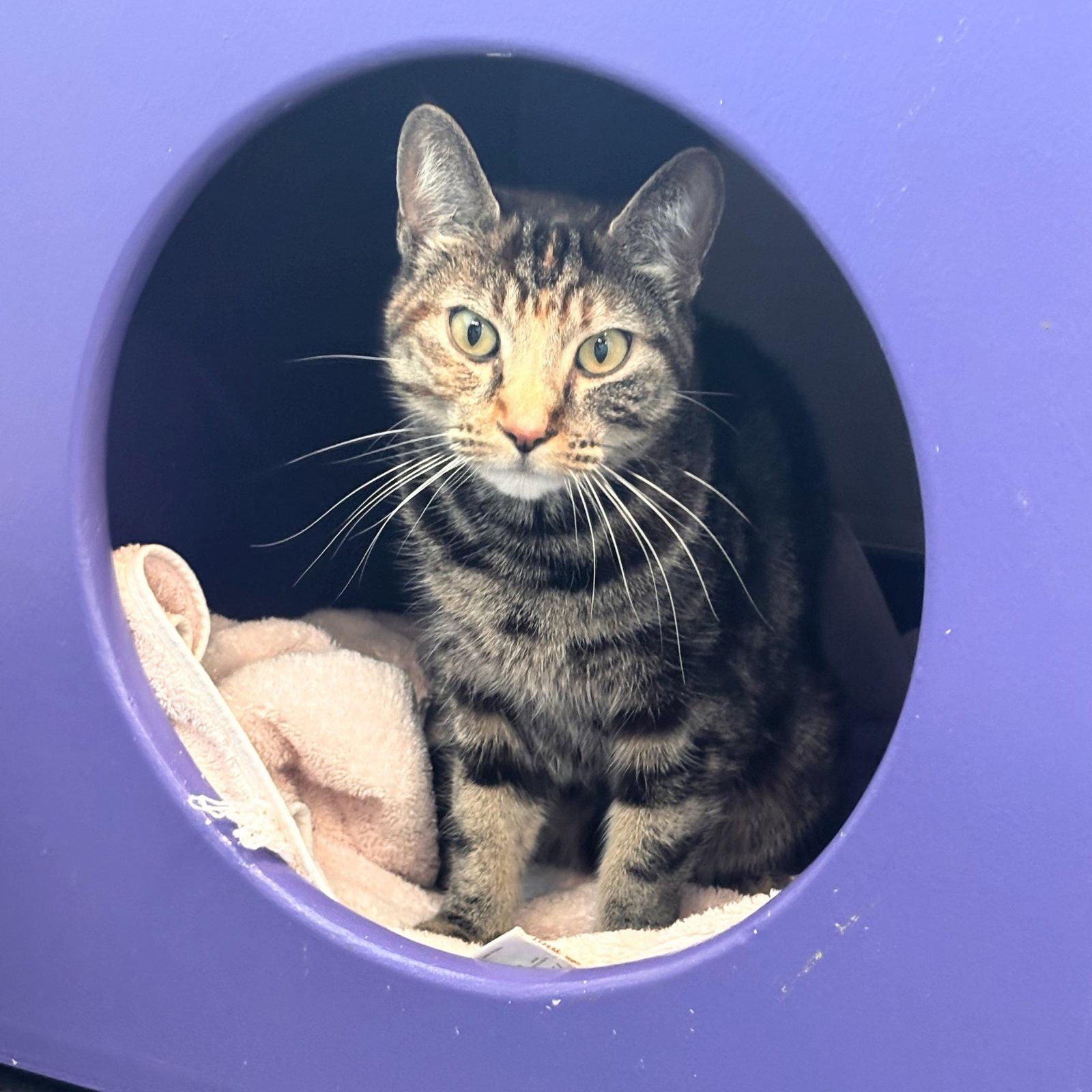 Enlarge Polly Pocket, a Adoptable mixed breed in Burlingame, CA image 3/3
