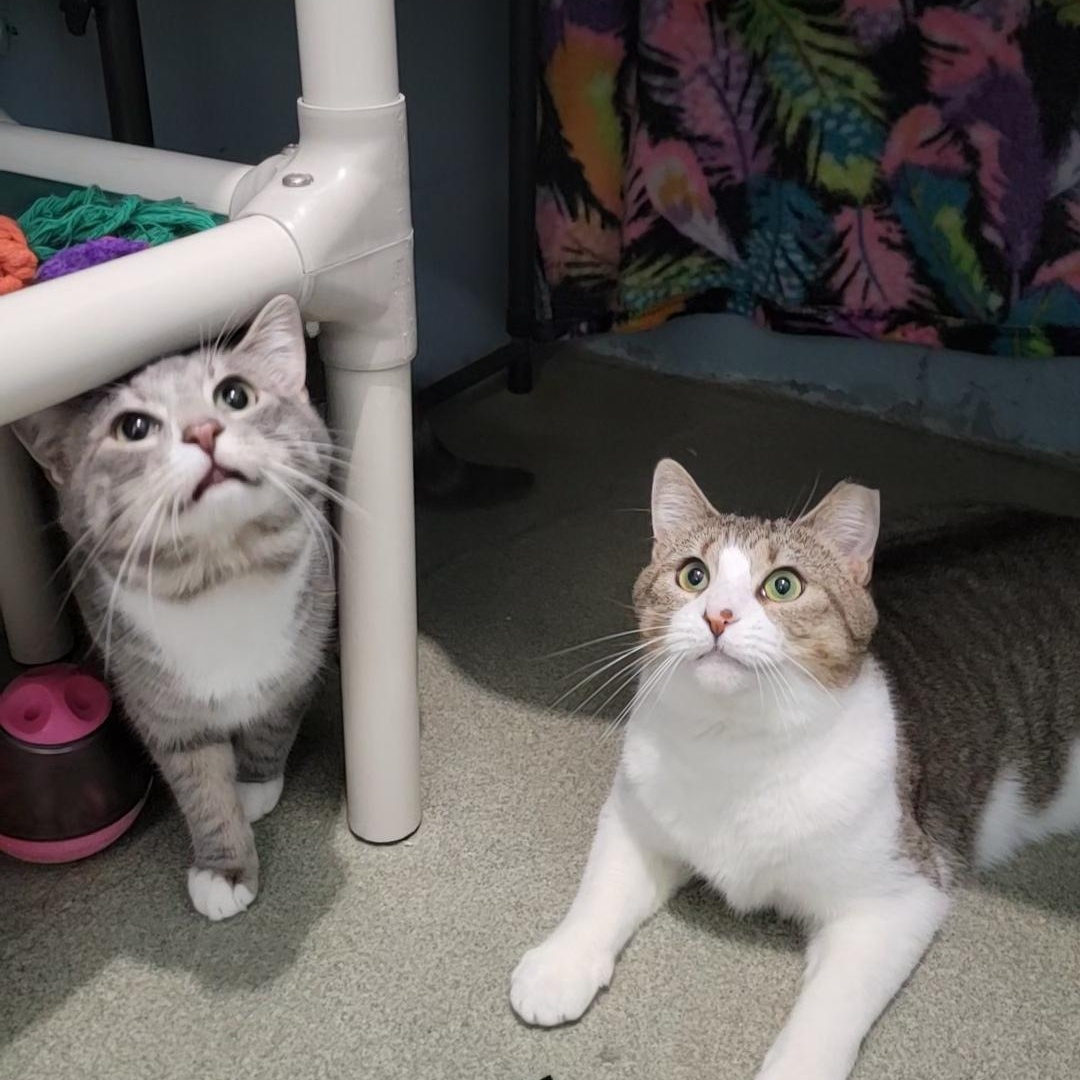 Kate, Adoptable, Adult Female Domestic Short Hair.