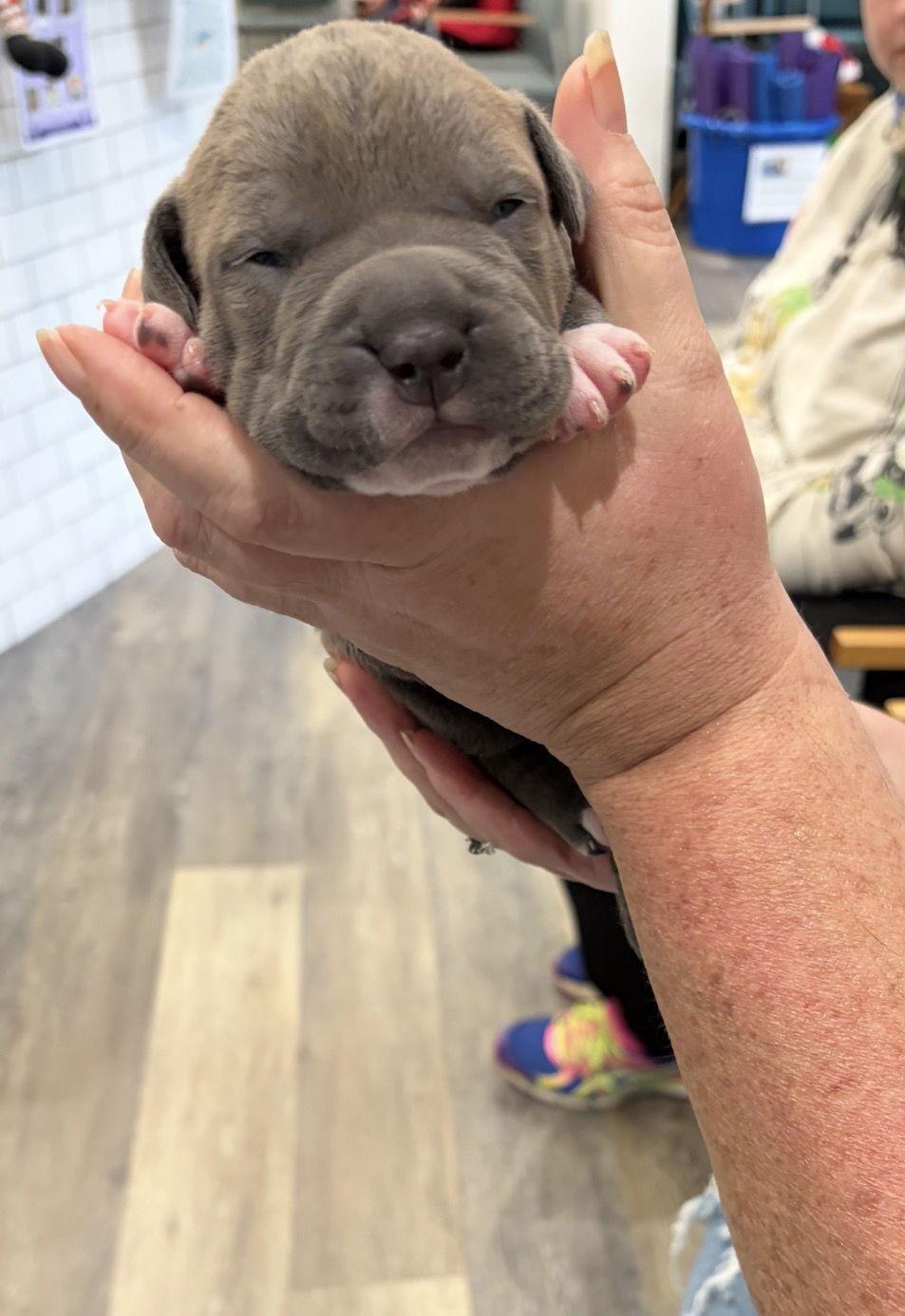 Enlarge Gracie/Raya, a Adopted mixed breed in Blairsville, GA image 1/2