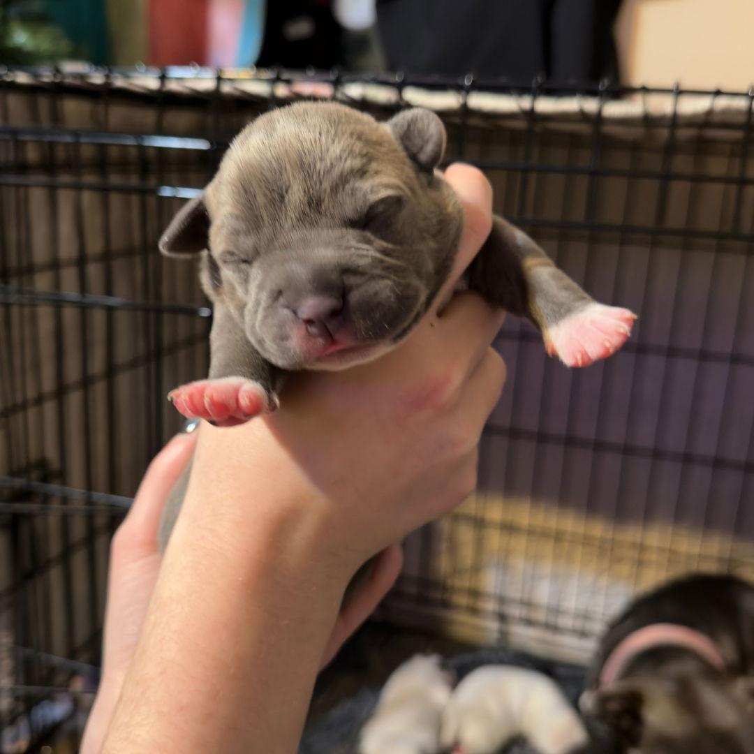 Enlarge Gracie/Raya, a Adopted mixed breed in Blairsville, GA image 2/2