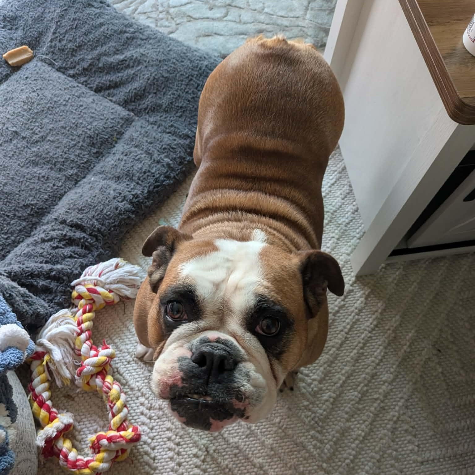 Enlarge Lola, an adopted English Bulldog in Rochester, NY image 5/6