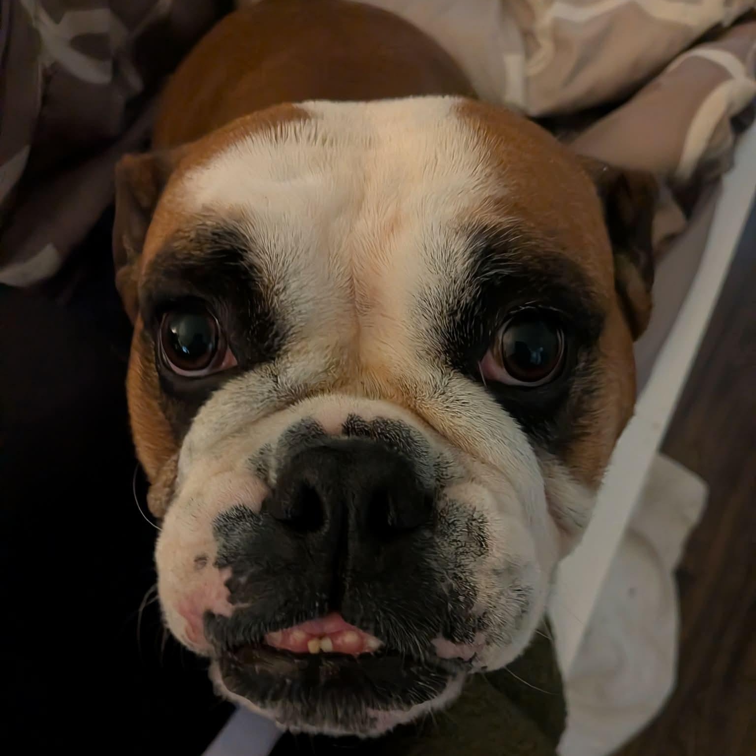 Lola, adopted, Adult Female English Bulldog.