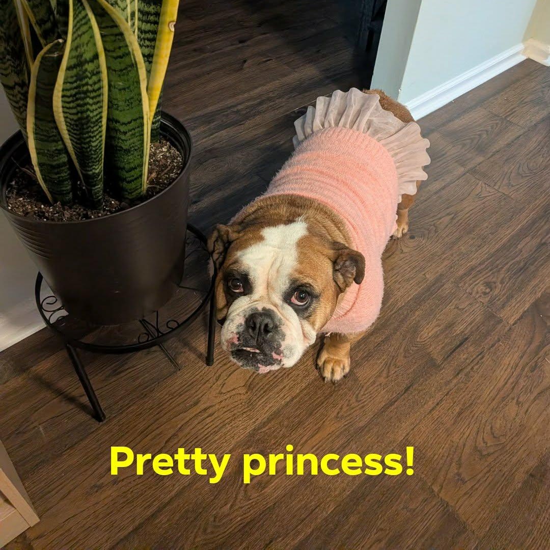 Enlarge Lola, an adopted English Bulldog in Rochester, NY image 2/6