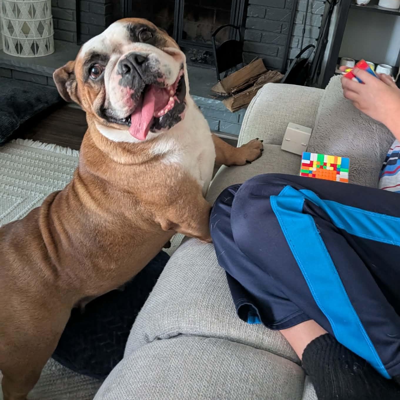 Enlarge Lola, an adopted English Bulldog in Rochester, NY image 6/6