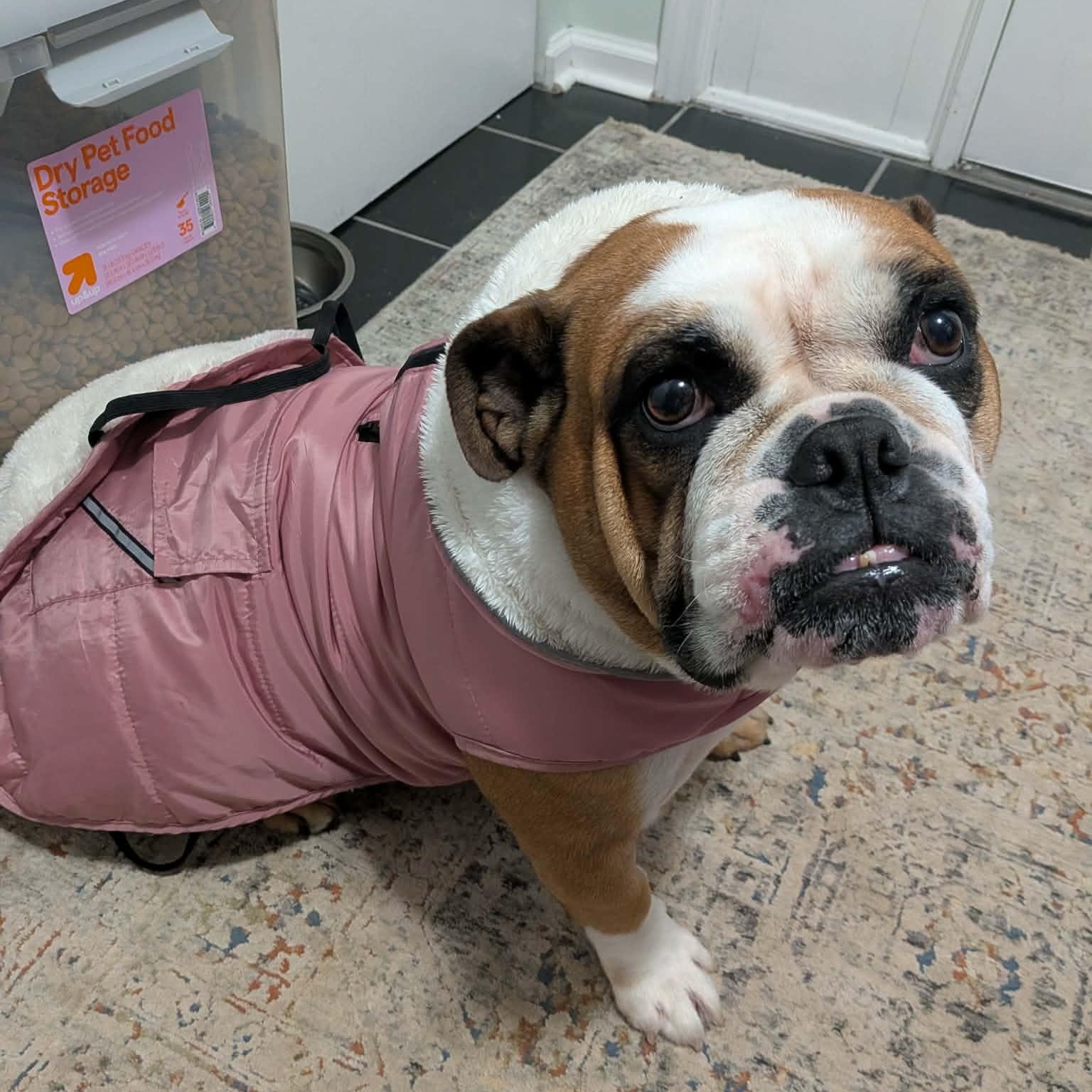 Enlarge Lola, an adopted English Bulldog in Rochester, NY image 4/6