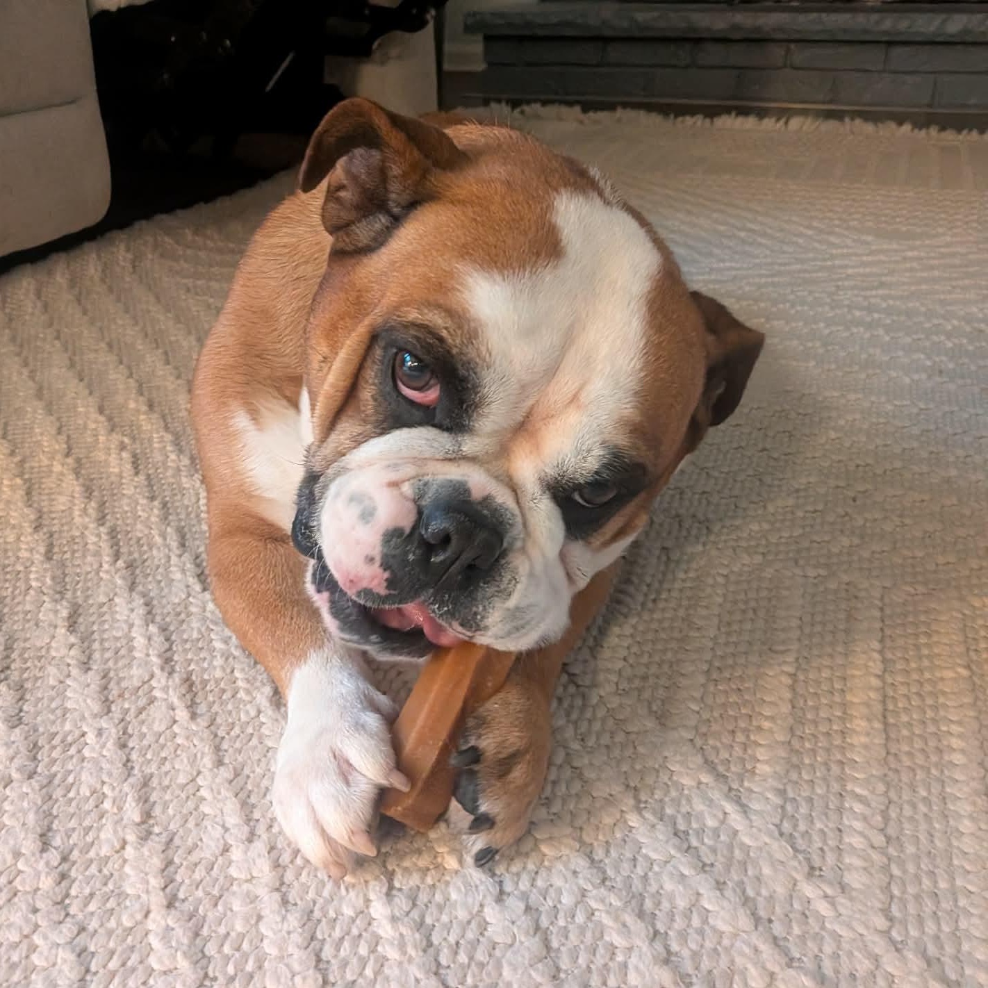 Enlarge Lola, an adopted English Bulldog in Rochester, NY image 3/6