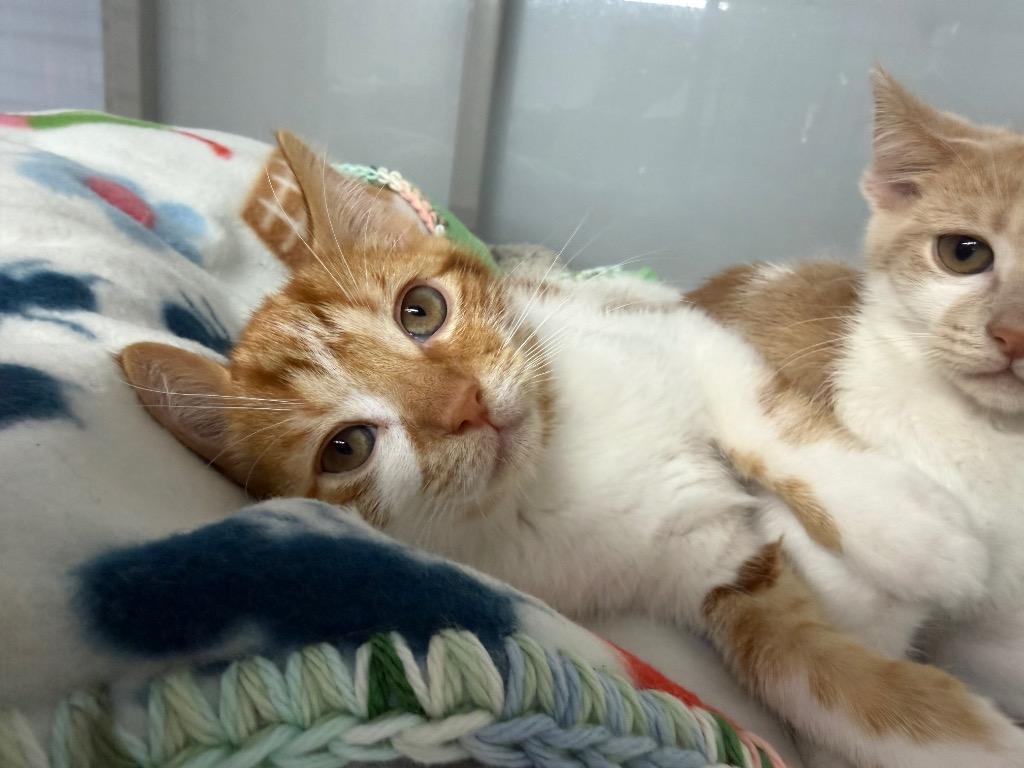 Bramley, Adoptable, Kitten Male Domestic Short Hair.