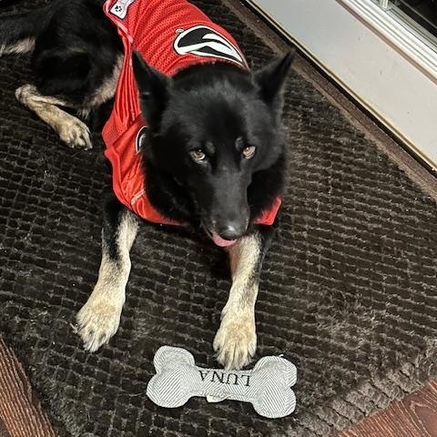 Luna, Adoptable, Adult Female German Shepherd Dog.