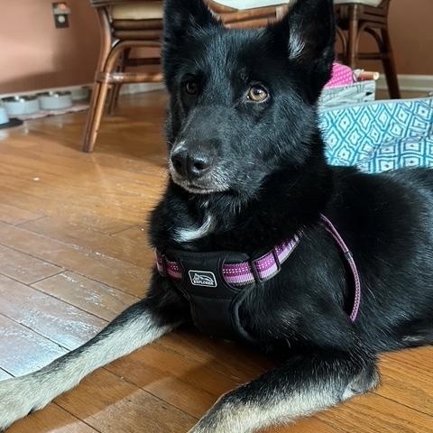 Enlarge Luna, a Adoptable German Shepherd Dog in Roswell, GA image 2/4